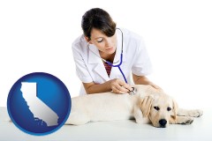 california map icon and a female veterinarian caring for a Labrador retriever