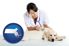 massachusetts map icon and a female veterinarian caring for a Labrador retriever