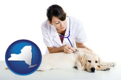 new-york map icon and a female veterinarian caring for a Labrador retriever