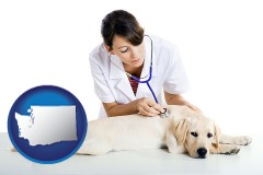 washington map icon and a female veterinarian caring for a Labrador retriever