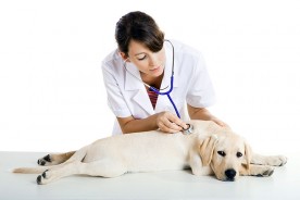 a female veterinarian caring for a Labrador retriever