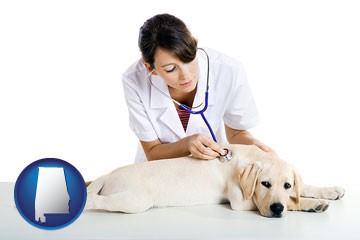 a female veterinarian caring for a Labrador retriever - with Alabama icon