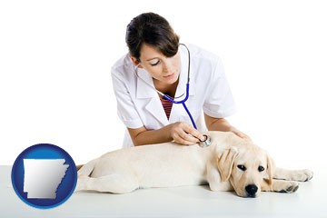 a female veterinarian caring for a Labrador retriever - with Arkansas icon