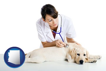a female veterinarian caring for a Labrador retriever - with Arizona icon