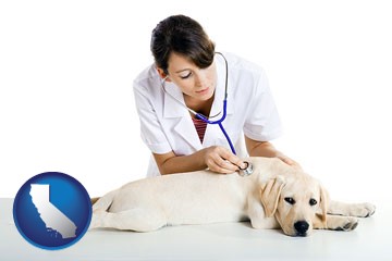 a female veterinarian caring for a Labrador retriever - with California icon