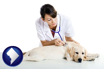 a female veterinarian caring for a Labrador retriever - with Washington, DC icon