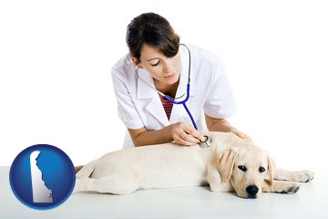 a female veterinarian caring for a Labrador retriever - with Delaware icon