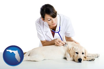 a female veterinarian caring for a Labrador retriever - with Florida icon
