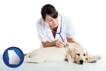 a female veterinarian caring for a Labrador retriever - with Georgia icon