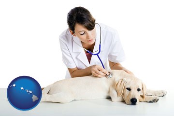 a female veterinarian caring for a Labrador retriever - with Hawaii icon