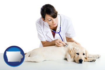 a female veterinarian caring for a Labrador retriever - with Iowa icon
