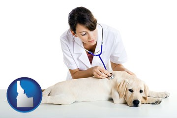 a female veterinarian caring for a Labrador retriever - with Idaho icon