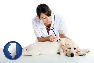 a female veterinarian caring for a Labrador retriever - with Illinois icon