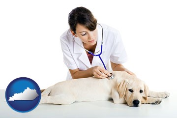 a female veterinarian caring for a Labrador retriever - with Kentucky icon