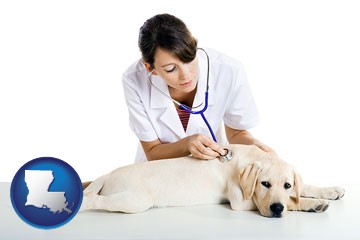 a female veterinarian caring for a Labrador retriever - with Louisiana icon