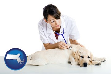 a female veterinarian caring for a Labrador retriever - with Massachusetts icon