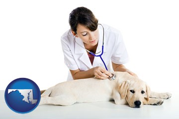a female veterinarian caring for a Labrador retriever - with Maryland icon