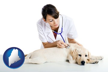 a female veterinarian caring for a Labrador retriever - with Maine icon