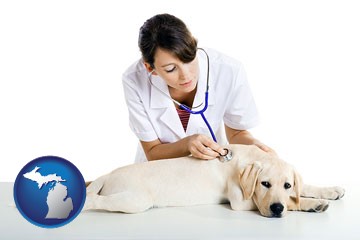 a female veterinarian caring for a Labrador retriever - with Michigan icon