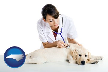 a female veterinarian caring for a Labrador retriever - with North Carolina icon