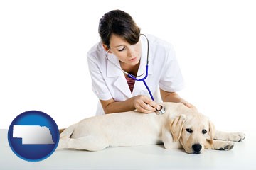 a female veterinarian caring for a Labrador retriever - with Nebraska icon