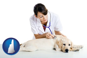 a female veterinarian caring for a Labrador retriever - with New Hampshire icon