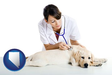 a female veterinarian caring for a Labrador retriever - with Nevada icon