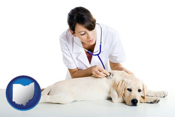 a female veterinarian caring for a Labrador retriever - with Ohio icon