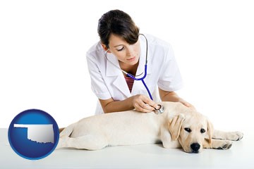 a female veterinarian caring for a Labrador retriever - with Oklahoma icon
