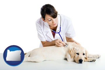 a female veterinarian caring for a Labrador retriever - with Oregon icon