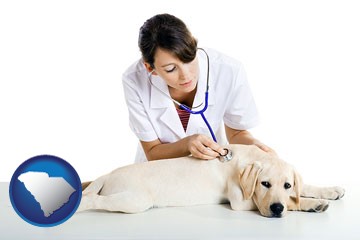 a female veterinarian caring for a Labrador retriever - with South Carolina icon