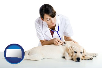 a female veterinarian caring for a Labrador retriever - with South Dakota icon