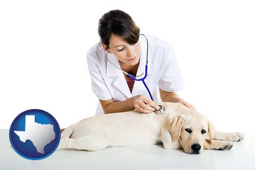 a female veterinarian caring for a Labrador retriever - with Texas icon