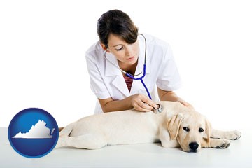 a female veterinarian caring for a Labrador retriever - with Virginia icon