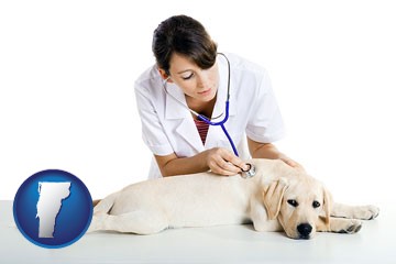 a female veterinarian caring for a Labrador retriever - with Vermont icon