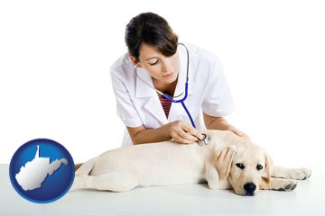 a female veterinarian caring for a Labrador retriever - with West Virginia icon