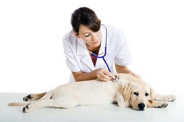 a female veterinarian caring for a Labrador retriever