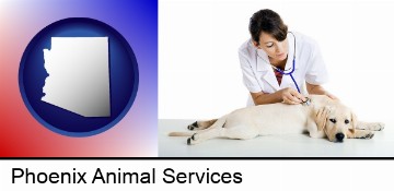 a female veterinarian caring for a Labrador retriever in Phoenix, AZ